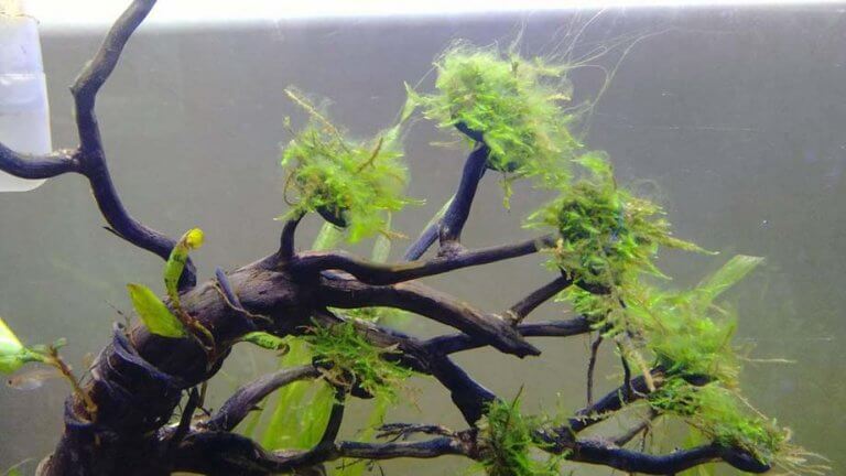 Alga Rambut Aquascape